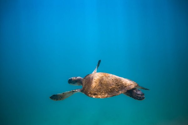 Comment protéger la biodiversité et les écosystèmes en Europe ?